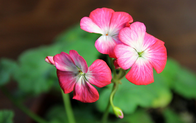 Pink flowers bokeh lily hibiscus free wallpaper - medium preview image