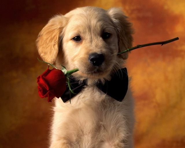 Puppy rose bowtie cute smiling free wallpaper - medium preview image