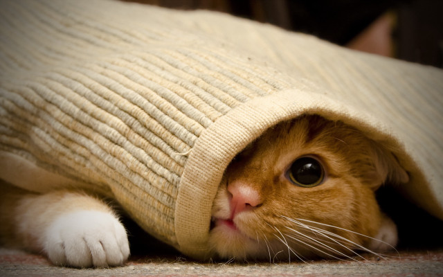 Cat hiding under blanket big free wallpaper - medium preview image