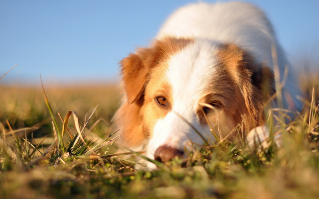 Dog laying grass looking distance free wallpaper - medium preview image