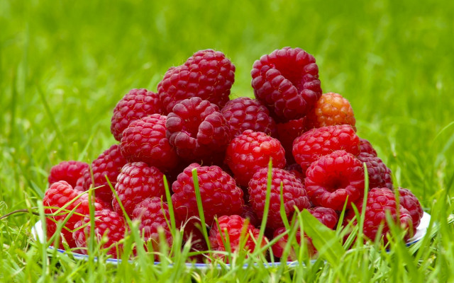 Raspberries grass sunny day blurry free wallpaper - medium preview image