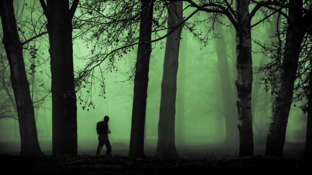 Forest fog green glow silhouette free wallpaper - medium preview image