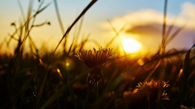 Field flowers sunset embers flame free wallpaper - medium preview image