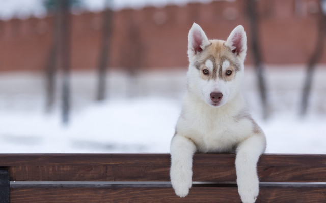Shiba inu dog sitting snow free wallpaper - medium preview image