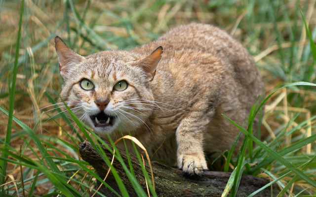Cat log grass illustration sharp free wallpaper - medium preview image