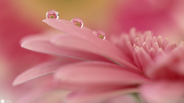 Pink flower water droplets yellow free wallpaper - medium preview image
