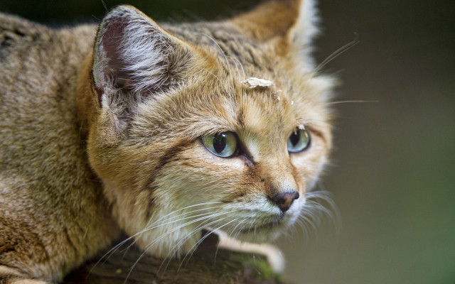 Sad cat blue eyes tree free wallpaper - medium preview image