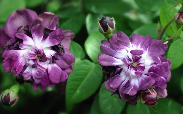 Purple flowers bee green leaves free wallpaper - medium preview image