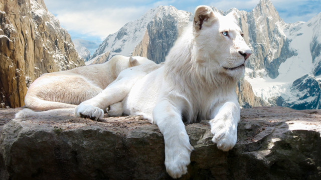 White lion rock mountain snow free wallpaper - medium preview image
