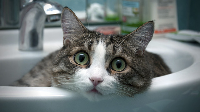 Cat sink surprised green eyes free wallpaper - medium preview image