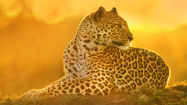 Leopard sitting grassy hill sunlight free wallpaper - medium preview image