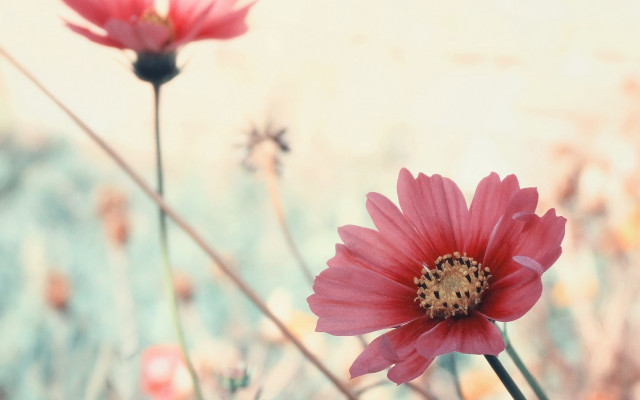 Pink flowers bee hibiscus spider free wallpaper - medium preview image