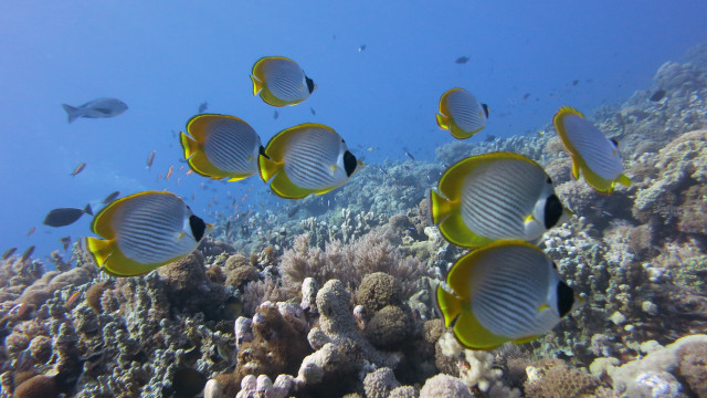 Fish corals underwater bubble sky free wallpaper - medium preview image