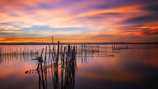 Sunset lake plants birds mystical free wallpaper - medium preview image