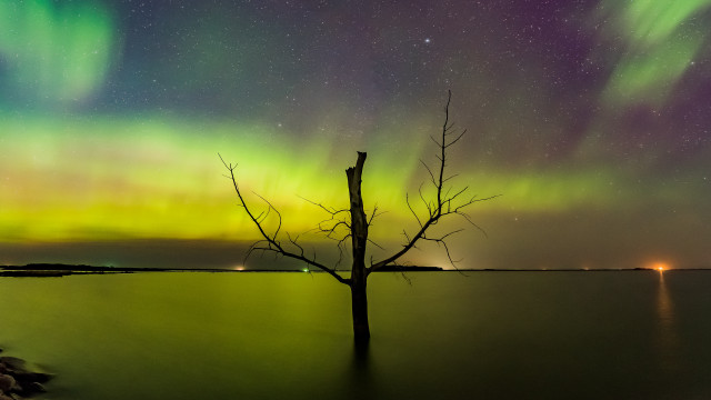Tree water aurora planet night free wallpaper - medium preview image