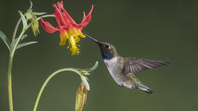 Hummingbird flower macro award winning free wallpaper - medium preview image