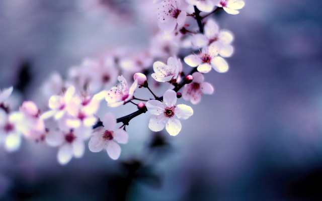 Pink flowers tree branch blurry #2 free wallpaper - medium preview image