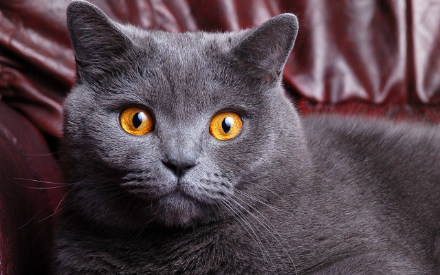 Gray cat yellow eyes red free wallpaper - medium preview image