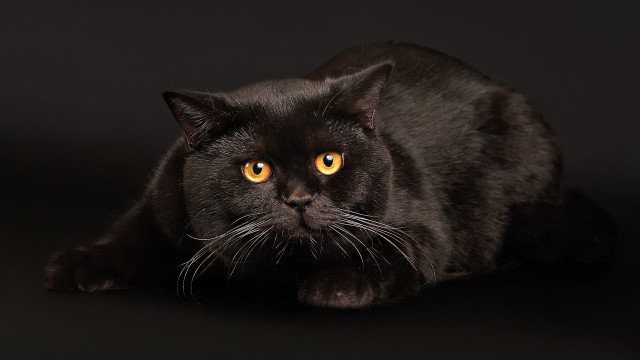 Black cat yellow eyes synthetism free wallpaper - medium preview image