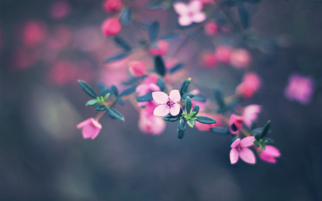 Pink flower green leaves blurry #2 free wallpaper - medium preview image