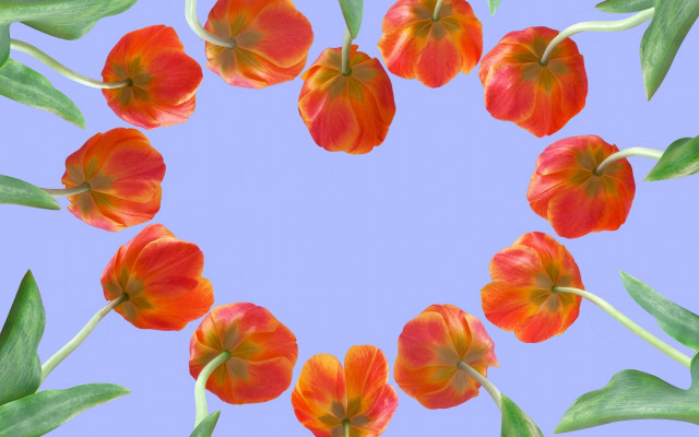 Flowers circle blue background leaves free wallpaper - medium preview image