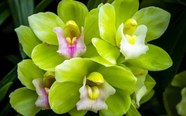 Green flower pink white leaves free wallpaper - medium preview image