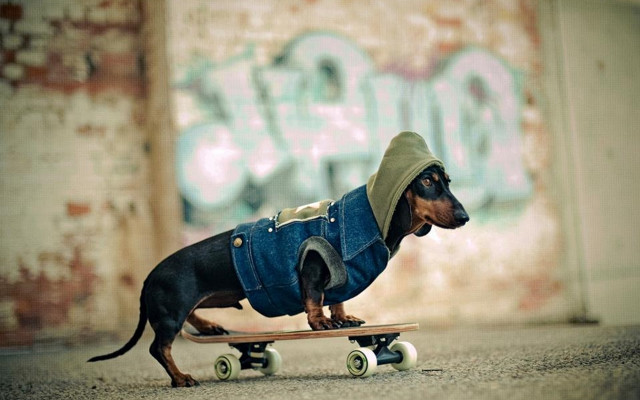 Small dog jacket skateboard graffiti free wallpaper - medium preview image
