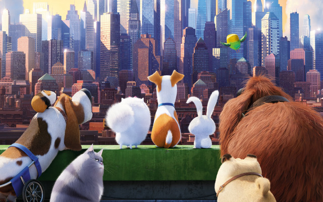 Secret life pets dog bird free wallpaper - medium preview image