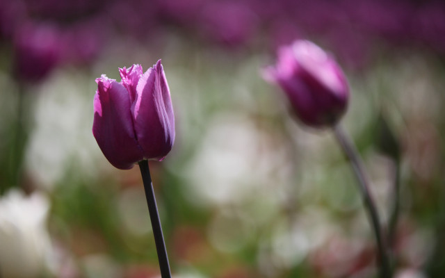 Purple flower closeup blurry background free wallpaper - medium preview image
