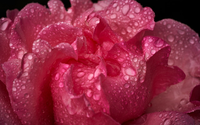 Pink flower water droplets macro free wallpaper - medium preview image