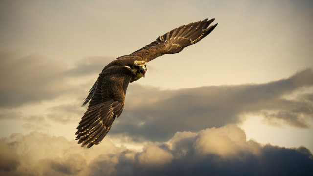 Bird flying clouds sky eye free wallpaper - medium preview image
