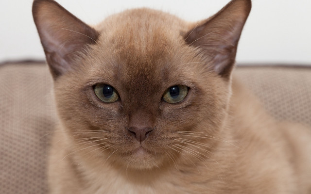Sad cat couch white wall free wallpaper - medium preview image