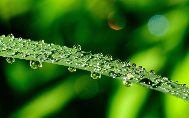 Green leaf water droplets macro #20 free wallpaper - medium preview image