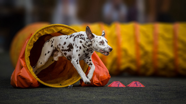 Dalmatian running cones tunnel institutional free wallpaper - medium preview image