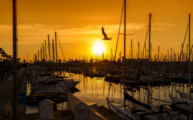Sunset marina boats bird plane free wallpaper - medium preview image