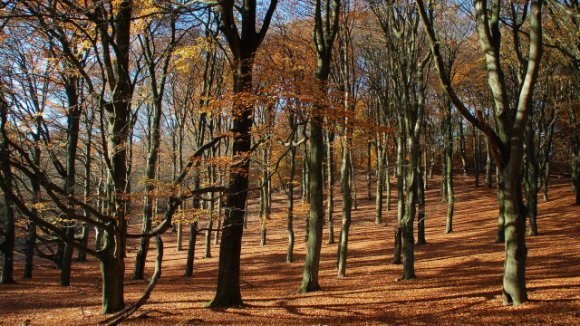 Forest autumn leaves cityscape sky free wallpaper - medium preview image