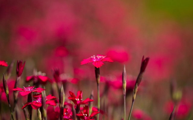 Red flower field pink background free wallpaper - medium preview image