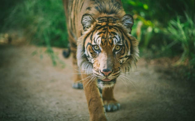 Tiger forest dirt road sunny free wallpaper - medium preview image