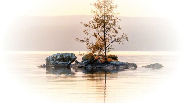 Lone tree rock water ecological free wallpaper - medium preview image