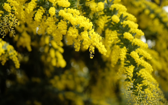 Tree yellow flowers leaves macro free wallpaper - medium preview image