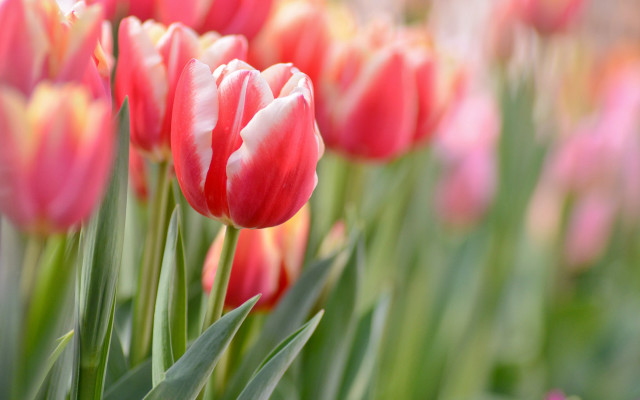 Pink flower bokeh tulips shallow free wallpaper - medium preview image