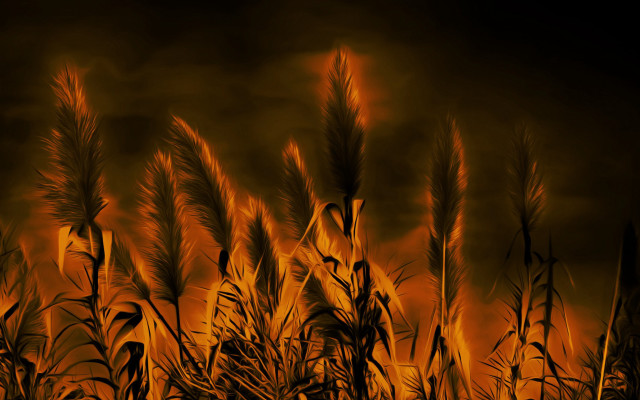 Field tall grass dark sky free wallpaper - medium preview image