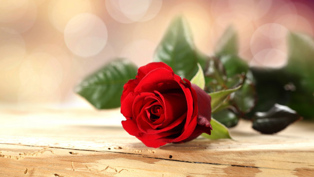 Red rose wooden table bokeh free wallpaper - medium preview image
