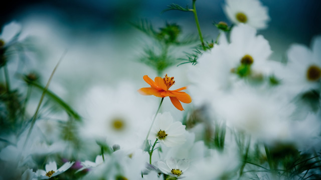 Close up flower background bokeh free wallpaper - medium preview image