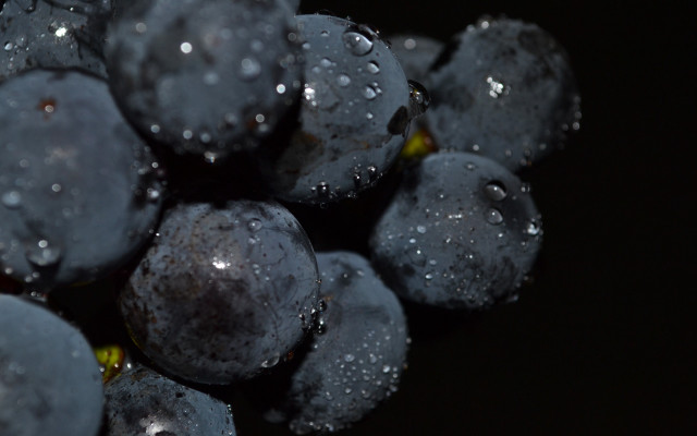 Blueberries water droplets macro photorealism free wallpaper - medium preview image