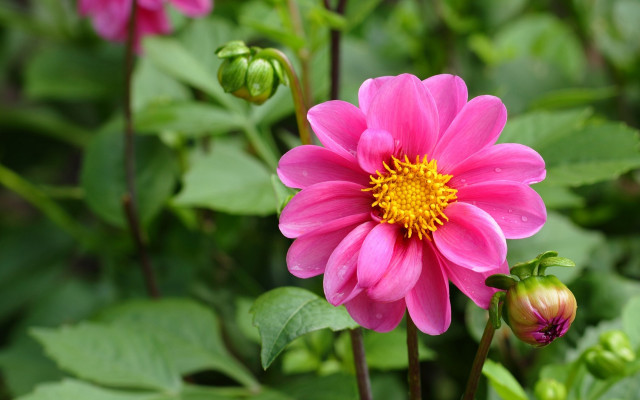 Pink flower yellow center green #9 free wallpaper - medium preview image