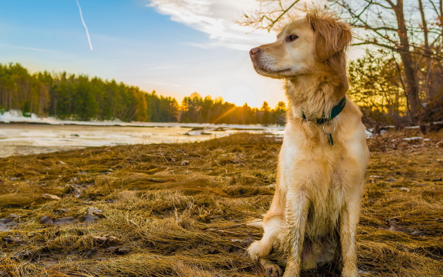 Dog lake sunset tiltshift animals free wallpaper - medium preview image