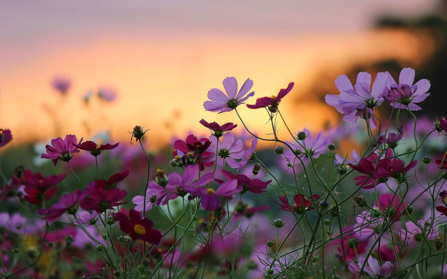 Purple flower field sunset blurry free wallpaper - medium preview image