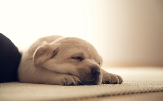 Puppy sleeping on leg adorable free wallpaper - medium preview image