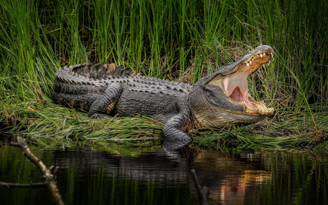 Alligator water moss green jungle free wallpaper - medium preview image